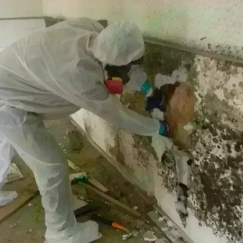 Mold Remediation and Removal in Cross Mountain, TX